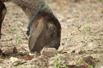 Fototapeta premium A pet sheep eating dry leaves from sunny ground of agriculture field in India