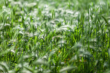 young ear of cereal in the morning in the dew