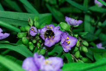 Pollination of flowers by insects. Bumblebee (Latin: Bombus) on purple flowers Tradescantia (Latin: Tradescantia occidentalis) in garden. Precise selective focus. Soft blurry background.