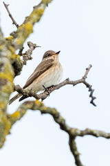 gray flycatcher bird perched on a tree branch