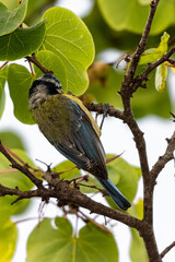 blue tit perched on a tree branch