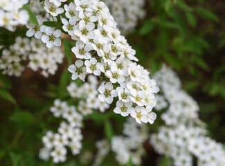 Spirea in the spring, close-up. Spirea branch with snow-white flowers and bright green leaves. Spirea Waterfall cascading as a garden decoration on a spring sunny day. 