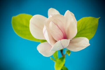 one pink flower on a branch of blooming magnolia close up