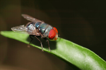 A housefly sitting on green leaf of tree in the garden