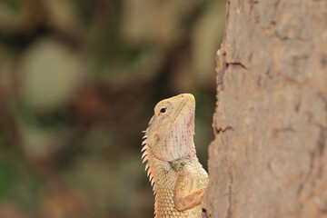 one Chameleon perching on tree trunk in the garden