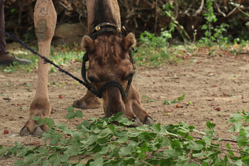 Fototapeta na wymiar A domestic camel eating green fresh leaves of tree on sunny meadow