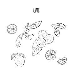 Vector abstract set illustration of a lime. An isolated set for your design of postcard, menu, banner, poster, advertisement and other. sketch and hand drawn.