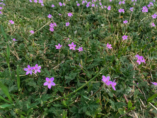 pink flowers in the field