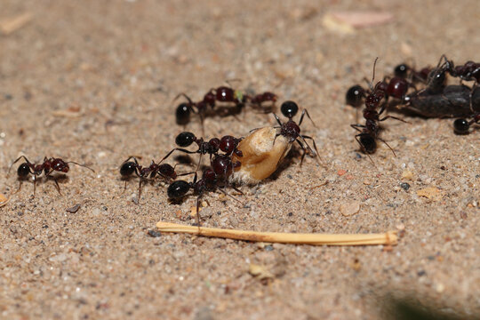 Several ants following ant pathway, Several ants carrying a piece of wheat seed
