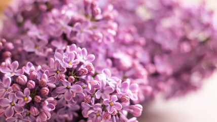 Lilac flowers, close-up. Floral lilac background. 