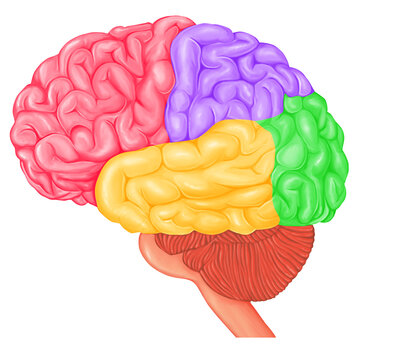 Brain illustration of the four lobes