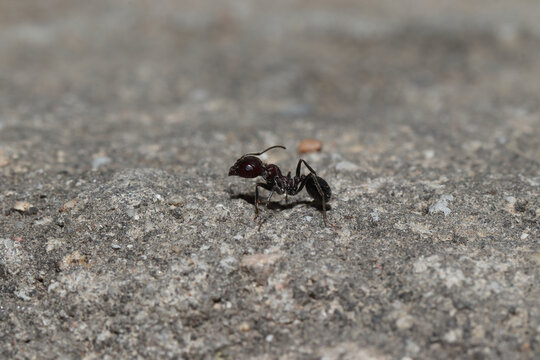 walking on rock A Single Forest ant