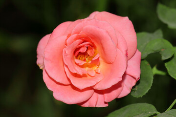 petals of a beautiful orange rose in the summer garden
