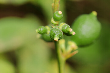 Unripe green Lemons hanging on tree in the garden