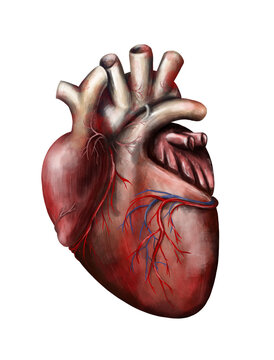 Real human heart on white background