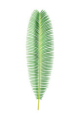 Exotic foliage and tropical plants, isolated sago palm tree leaves. Jungle or rainforest vegetation, shrubs or bushes design. Wildlife and evergreen natural botany. Realistic 3d cartoon vector