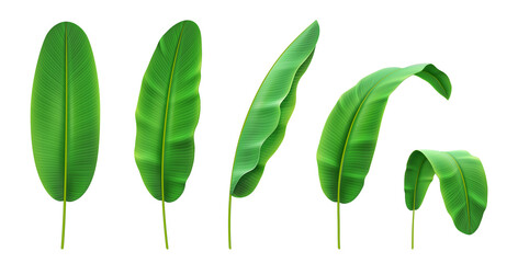 Different positions of tropical banana plant leaves, isolated leaf and foliage of jungles and rainforests. Exotic blooming and flowering, tropical nature and vegetation. Realistic vector illustration