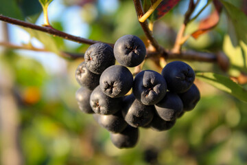 Black chokeberry (aronia melanocarpa) bush with ripe berries. Branch of black chokeberry fruits in the garden. Fruits in Bosnia and Herzegovina.