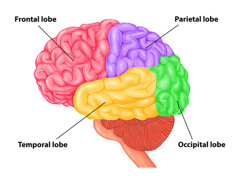  Brain lobes with labelled