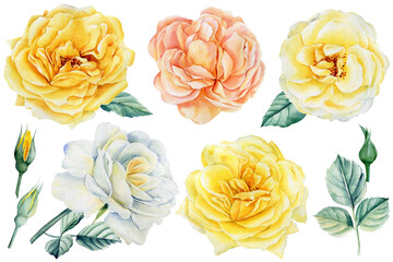 Set roses flowers on isolated white background, watercolor botanical illustration