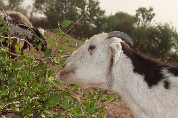 Goat grazing on green filed