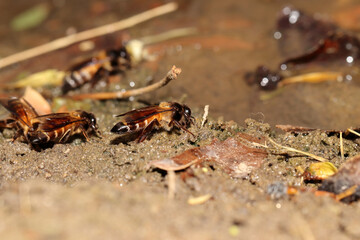 Close-up of Bees drinking water