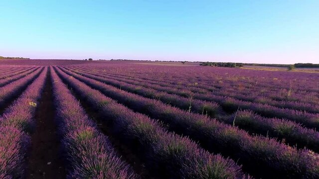 Vuelo rasante con dron en campos de lavanda