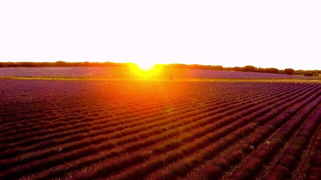 Vuelo sobre campos de lavanda al atardecer