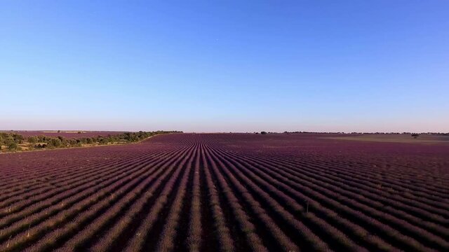 Vuelo con dron sobre campos en l&iacute;nea con las matas de Lavanda