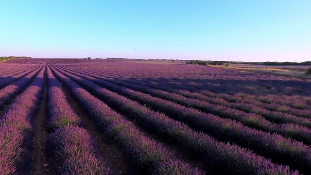 Dron sobrevolando matas de Lavanda cerca del suelo