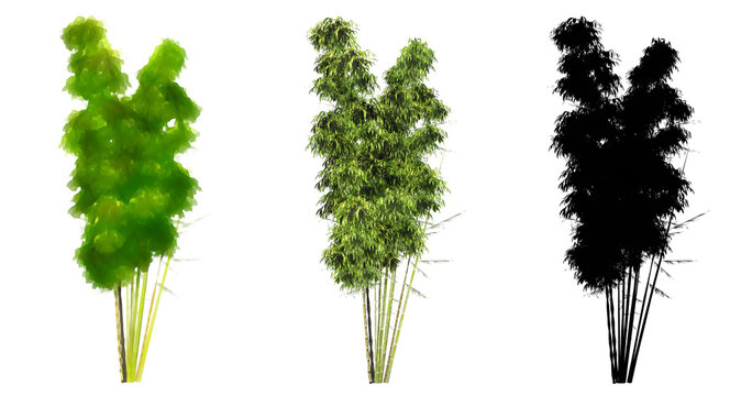 Set or collection of Bamboo trees, painted, natural and as a black silhouette on white background. Concept or conceptual 3d illustration for nature, ecology and conservation, strength, endurance