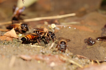 Close-up of Bees drinking water