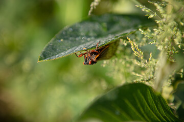 Brood-X periodic 17 year cicada runder a leaf in morning sun