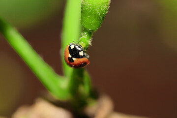 Selective focus shot of a ladybug crawls along the green stem of the flower