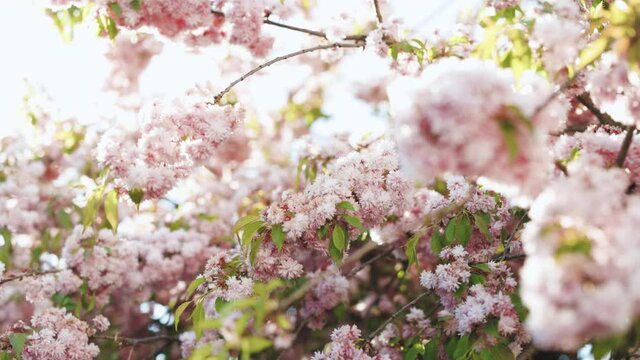 Weeping cherry tree and blue sky. Pink sakura flower, Cherry blossom, Himalayan cherry blossom swaying in wind closeup background in Thailand