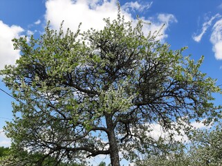 tree in the sky