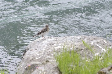 Jeune bergeronnette grise