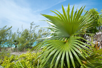 Half Moon Cay Island Tropical Plants