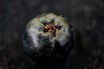 Close up of one chokeberry berry. Aronia berry on a dark background. Macro chokeberry. Aronia melanocarpa. Fruit chokeberry. Selective focus.