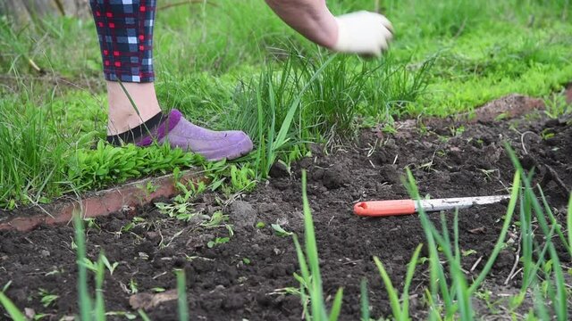 An elderly woman's hands weed the ground with a hoe to plant seedlings on it