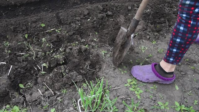 An elderly woman digs the earth with a shovel in her garden in the village