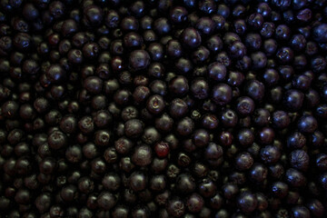 Chokeberry berries. Aronia berries. Chokeberry, aronia background fruit. Fruits. Berry. Freshly picked ripe berries. Aronia melanocarpa or black chokeberry background. Close up. Macro.