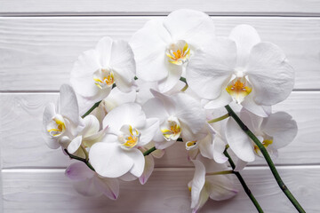 A branch of white orchids on a white wooden background 