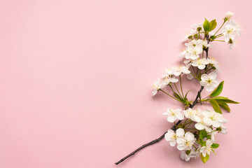 Cherry branch with white blooming flowers and green leaves on a pink background