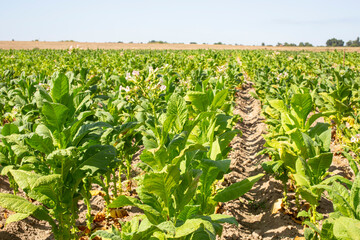 Fototapeta na wymiar A field of blooming tobacco on a sunny day.
