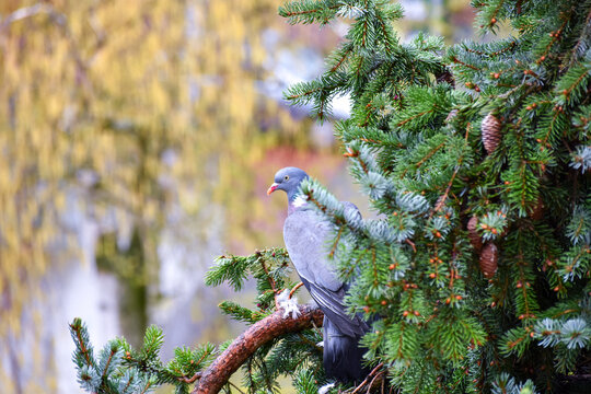 Selective focus of a turtledove perching on a fir tree branch against a blurred background