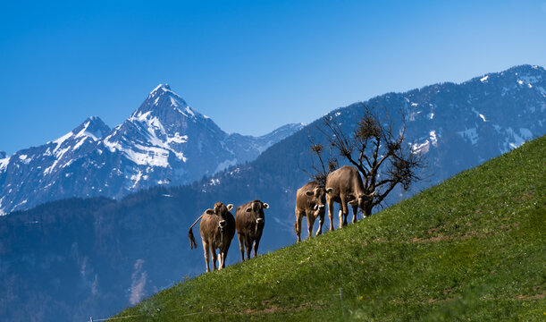 Quintessential Swiss Alps rural scenes with free roaming cattle and breathtaking landscapes near the resort village of Andem, St. Gallen, Switzerland