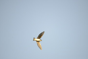 Swallow flying 