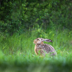 Hare rabbit sitting on a meadow in spring