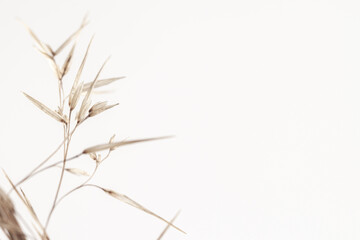 Dry romantic beige  fragile delicate minimalistic rush reed cane buds with place for text on light background